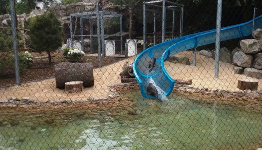 What! Otters on a waterslide?