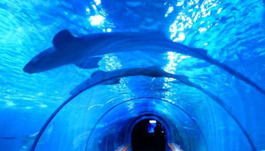 Aquarium of Niagara to expand with new exhibit