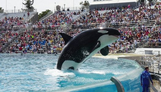 SeaWorld announces 36,000th animal rescue since opening in 1965