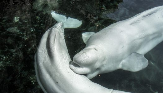 Sea Life streams live footage of beluga whales and seals