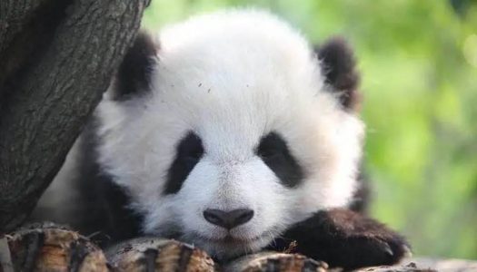 Phase 1 of panda base expansion at Chengdu Panda International Tourism resort to be completed by May 2021