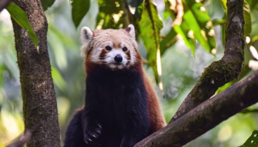 Indoor rainforest in Dubai gets region’s first bearcat