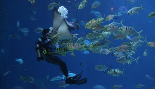 National Aquarium opens to visitors in Abu Dhabi