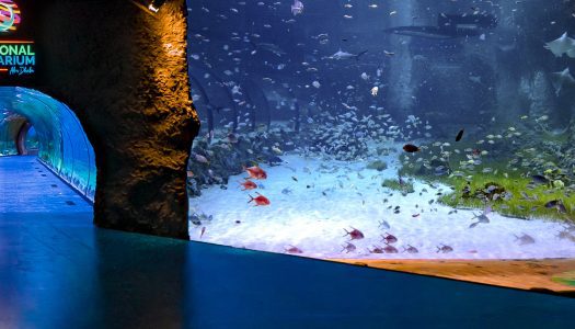 Abu Dhabi opens largest Aquarium in the Middle East